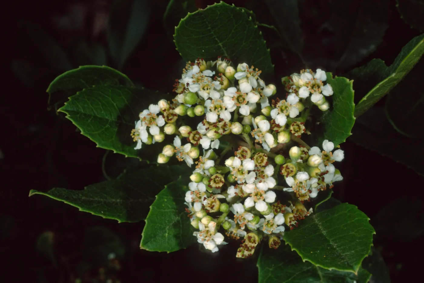 Heteromeles arbutifolia, SBBG