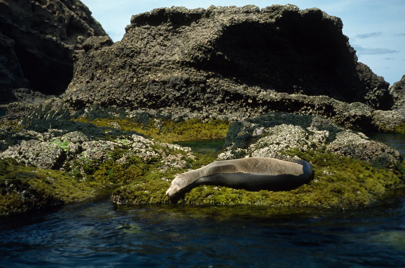 Sea lion, landing cove, S. Barbara I.