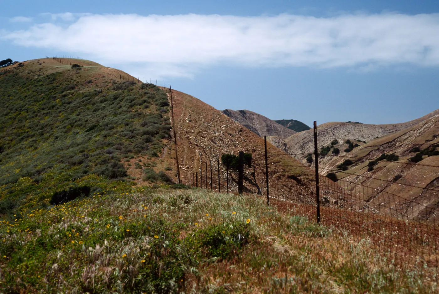 Fenceline, just W. of Montañon Cyn., S. Cruz I.