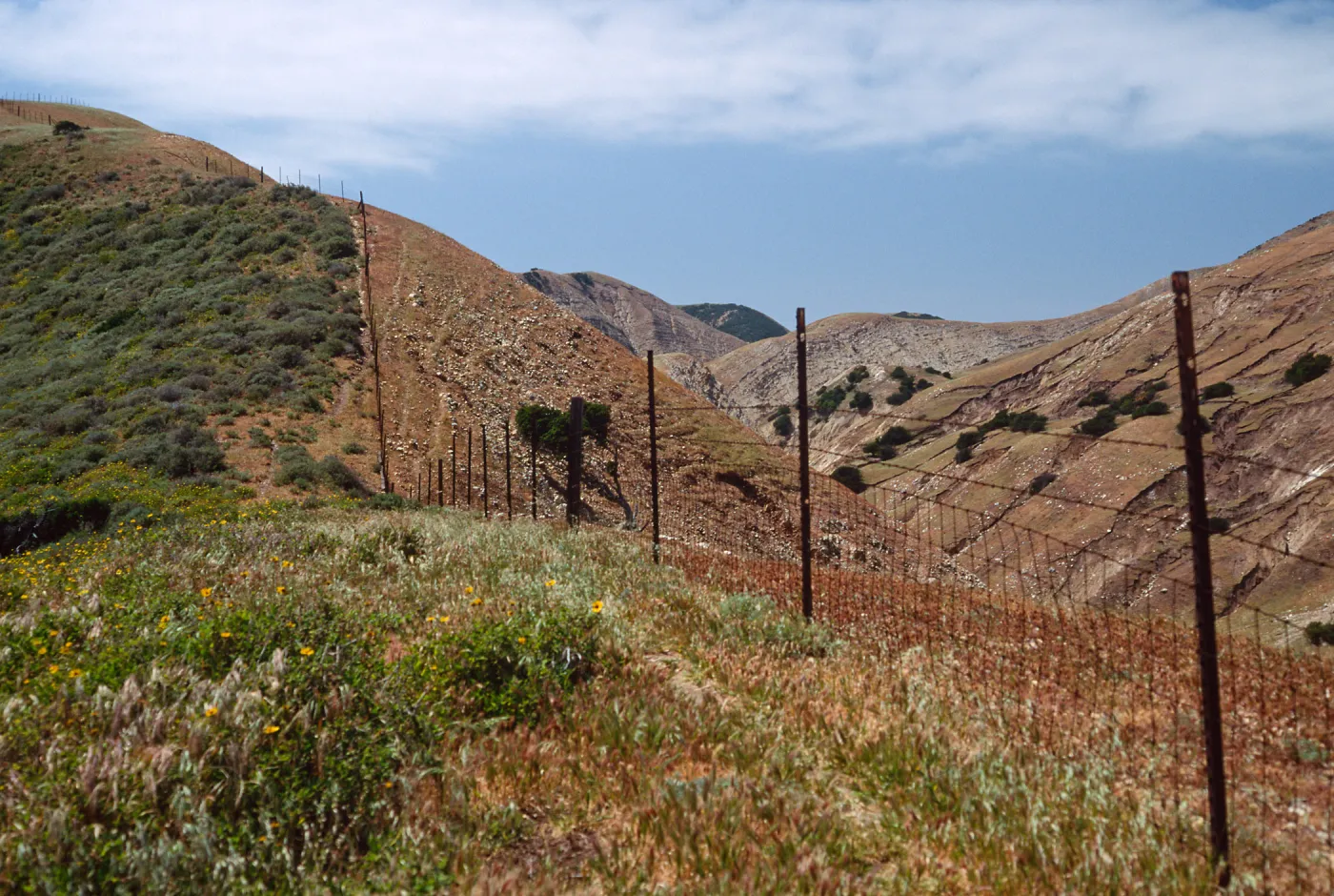 Fenceline, just W. of Montañon Cyn., S. Cruz I.