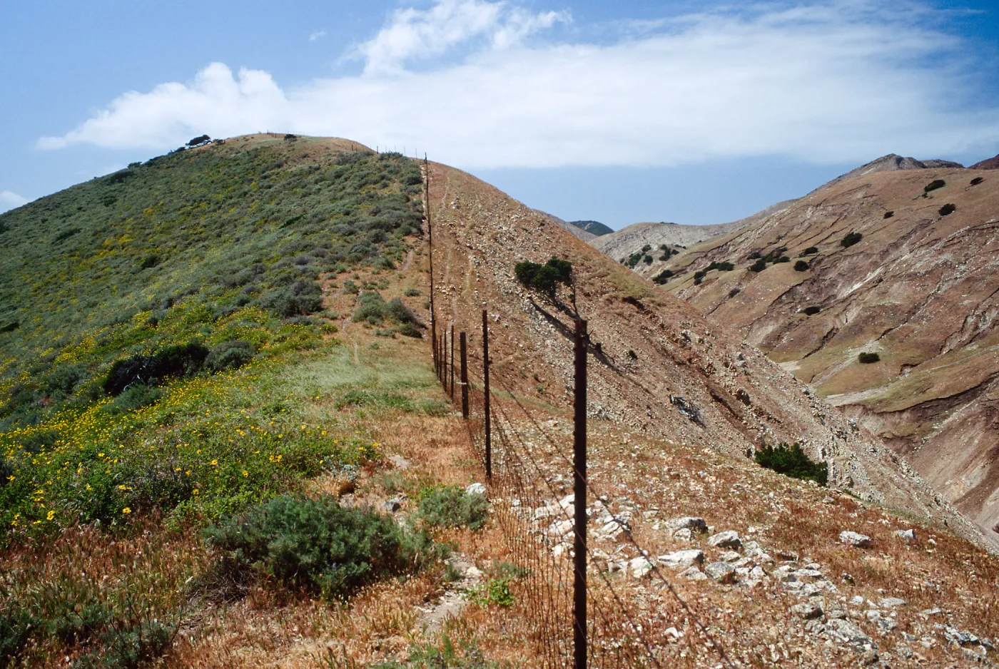 Fenceline, just W. of MontaÃ±on Cyn., S. Cruz I.