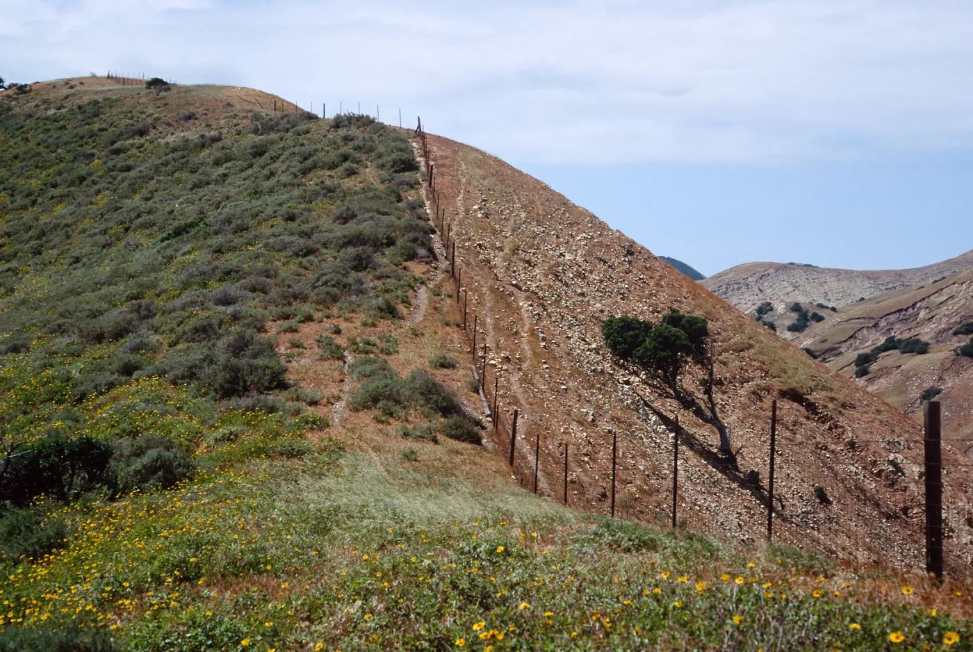 Fenceline, just W. of Montañon Cyn., S. Cruz I.