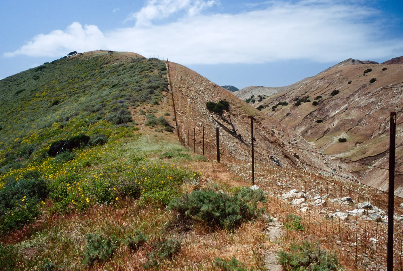 Fenceline, just W. of Montañon Cyn., S. Cruz I.