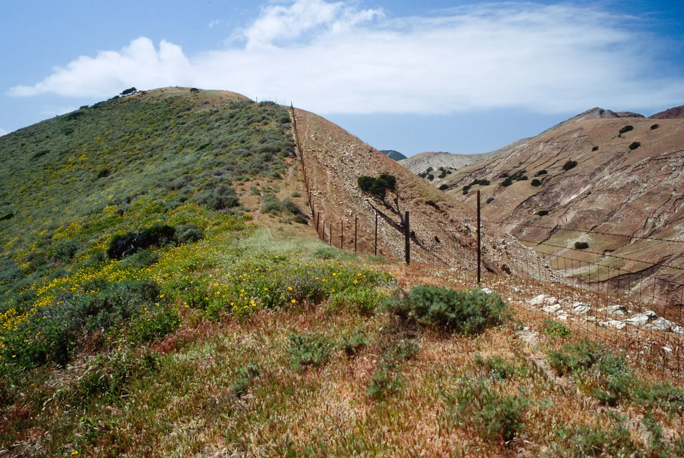 Fenceline, just W. of Montañon Cyn., S. Cruz I.