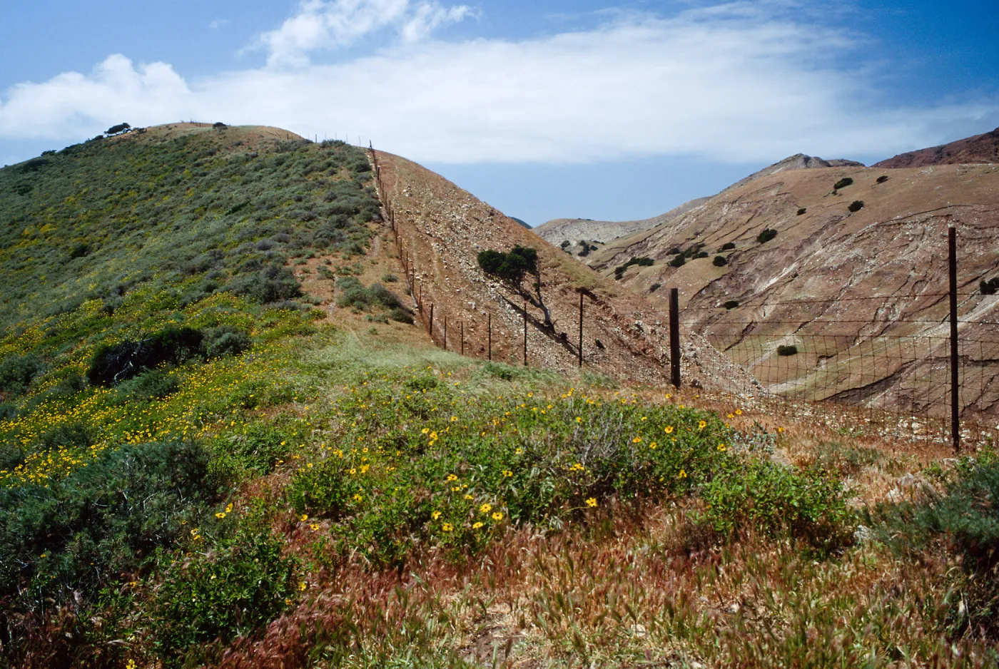 Fenceline, just W. of Montañon Cyn., S. Cruz I.