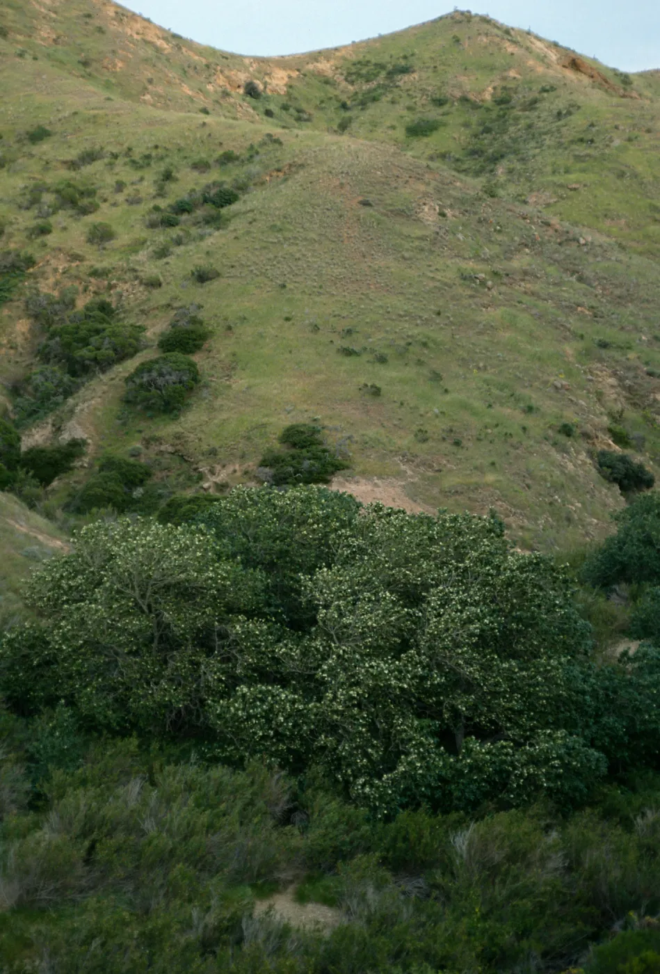 Populus trichocarpa, Alamos Cyn.