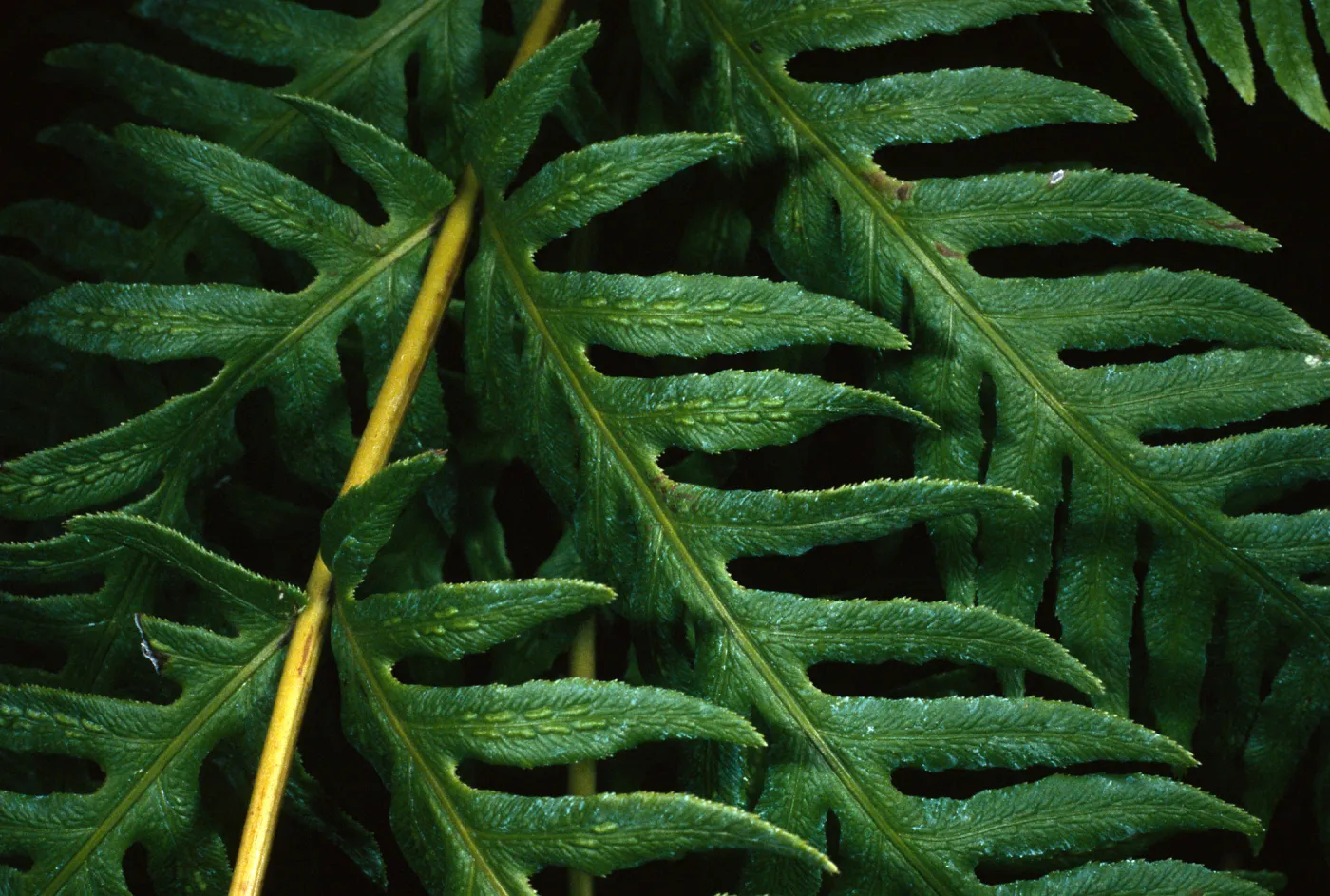 Woodwardia fimbriata, SBBG Arroyo