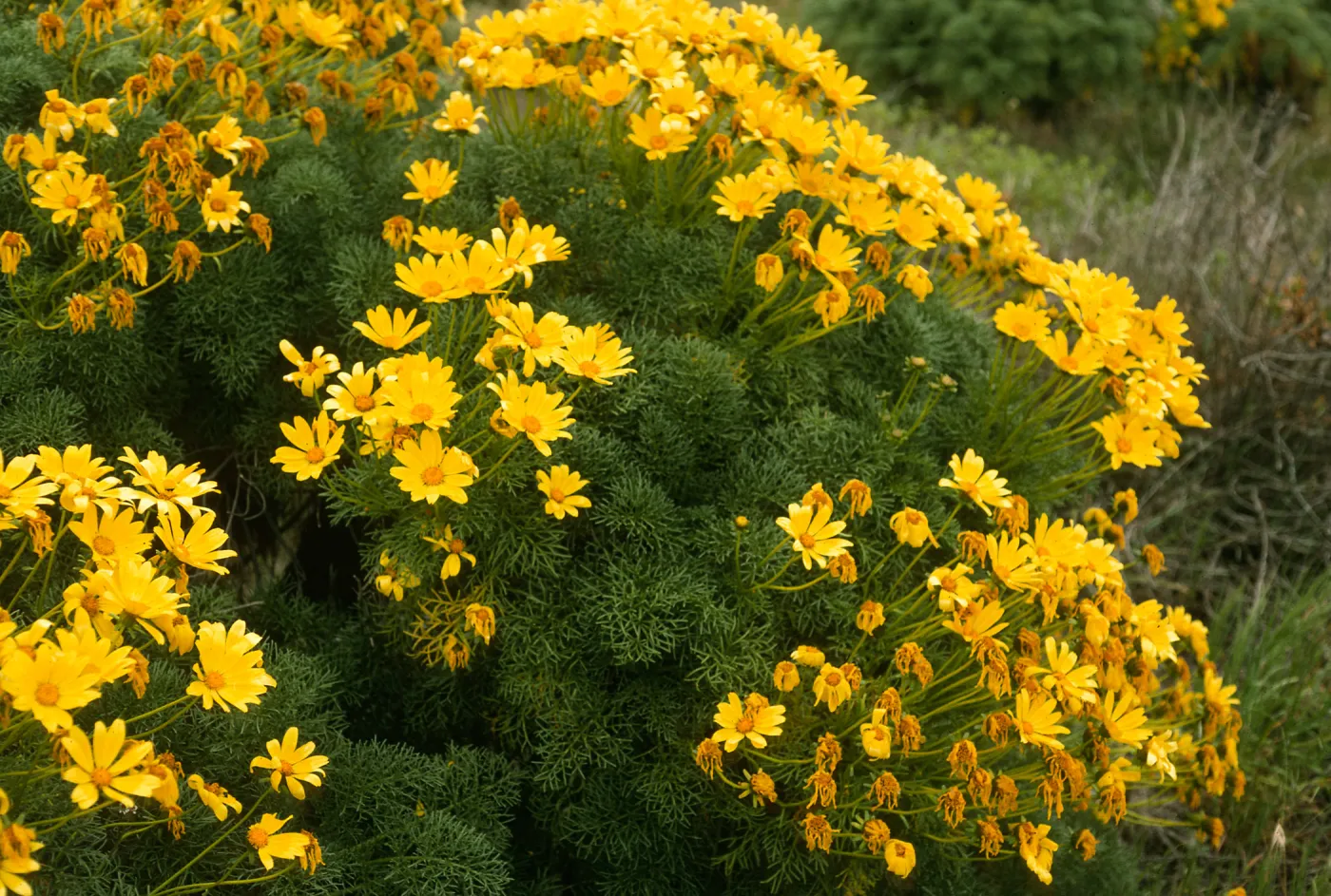 Coreopsis gigantea, San Nicolas Island