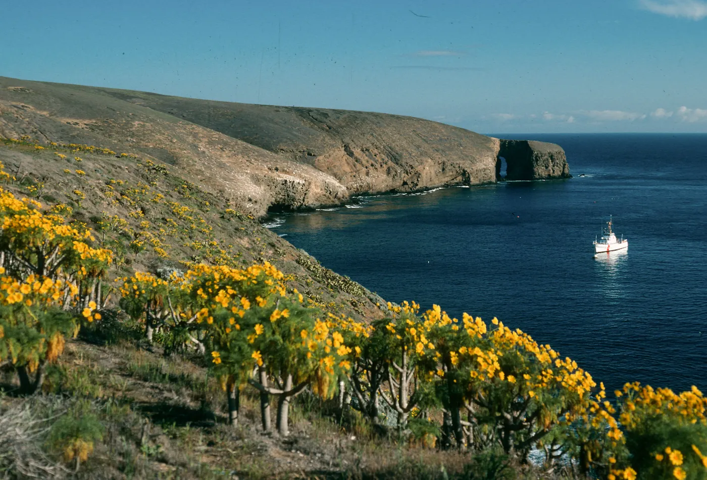 Coreopsis gigantea, view of Arch Point from campground
