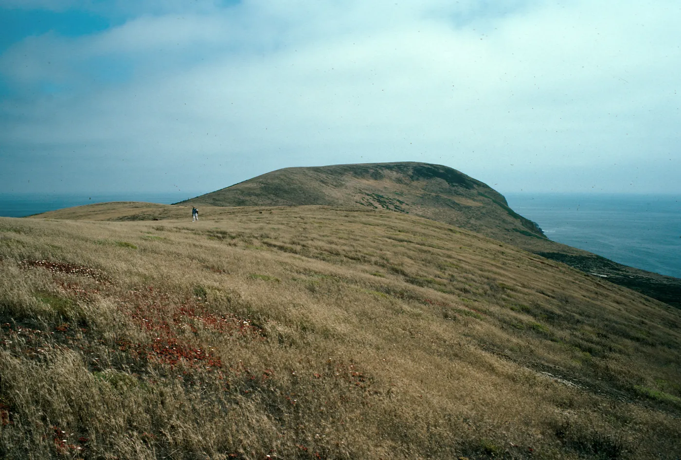 looking south from North Peak, Santa Barbara Island