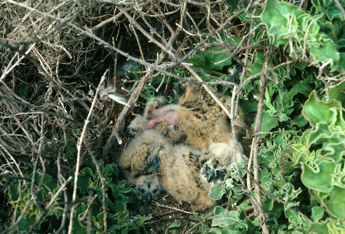 Short-eared owl nest, East slope near head of Graveyard Canyon
