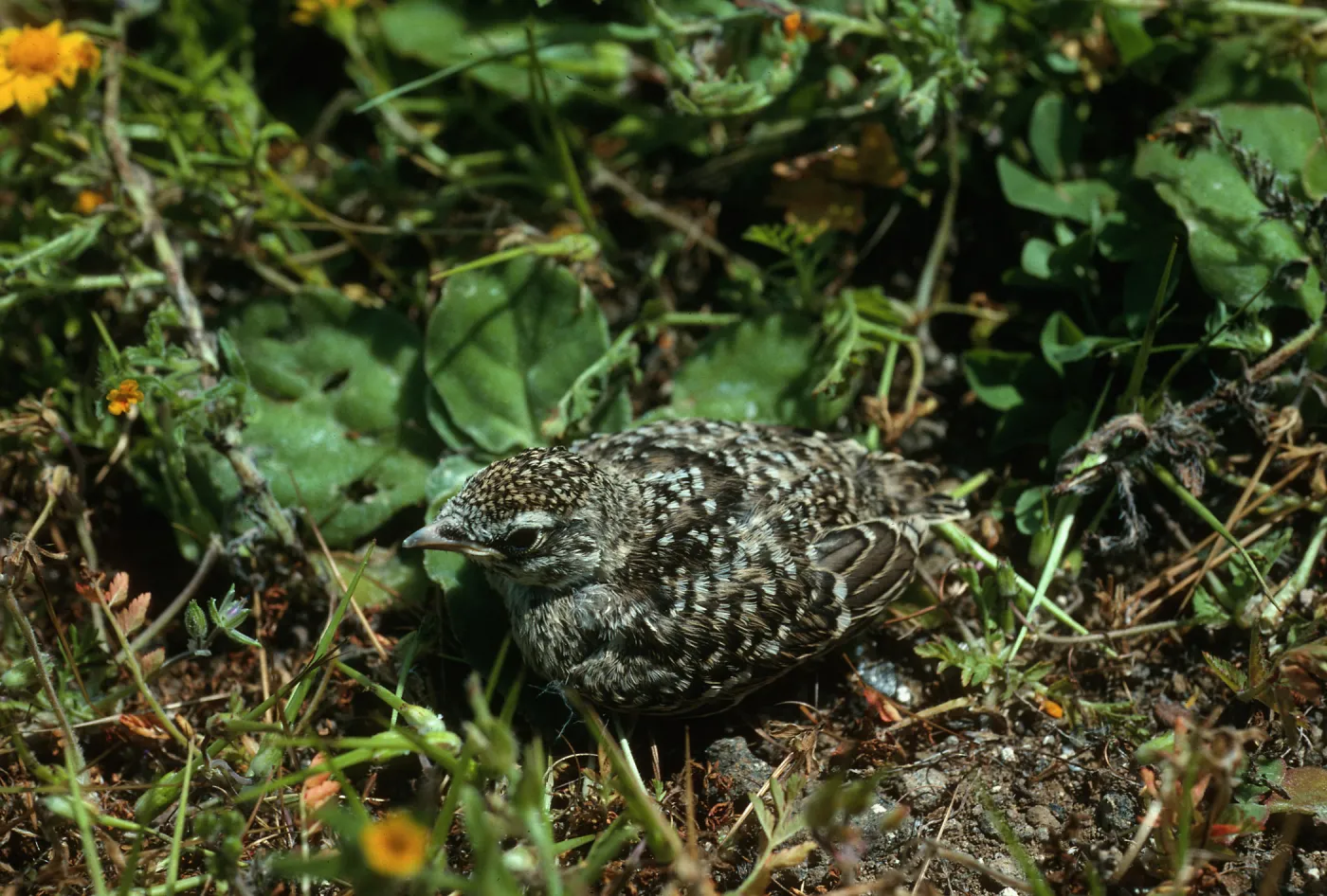 Meadowlark chick, ridge between peaks, Santa Barbara Island