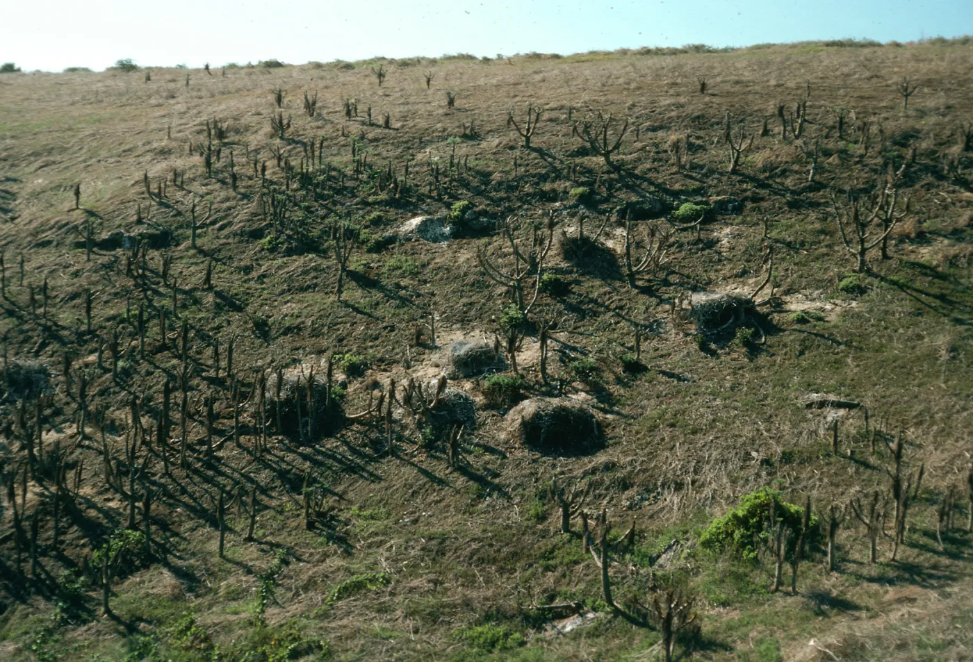 Pelican nests, upper north fork of Graveyeard Canyon