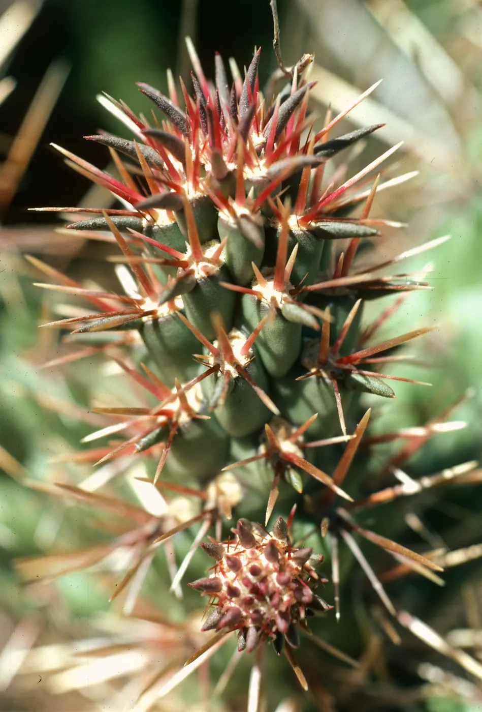 Opuntia prolifera, Cave Canyon. Santa Barbara Island