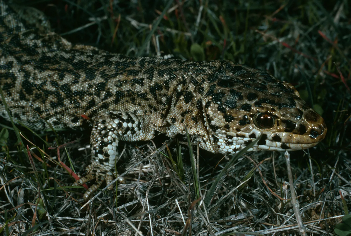 Night lizard, Bldg. 112, San Nicolas Island