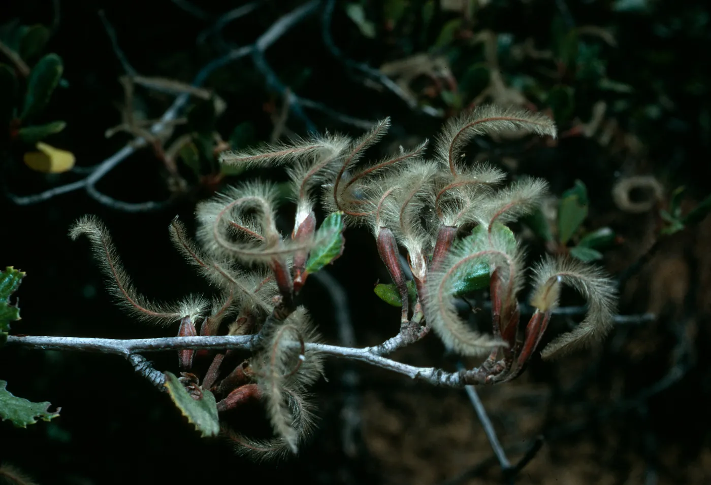 Cercocarpus betuloides, Tunnel trail