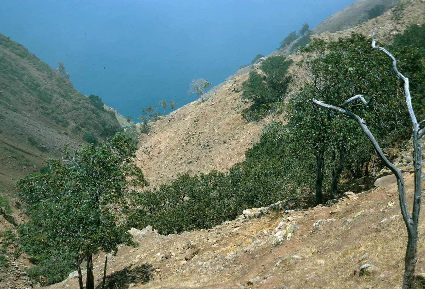 NE side, relict community, highest ridge on island overgrazed by goats, S. Clemente i.