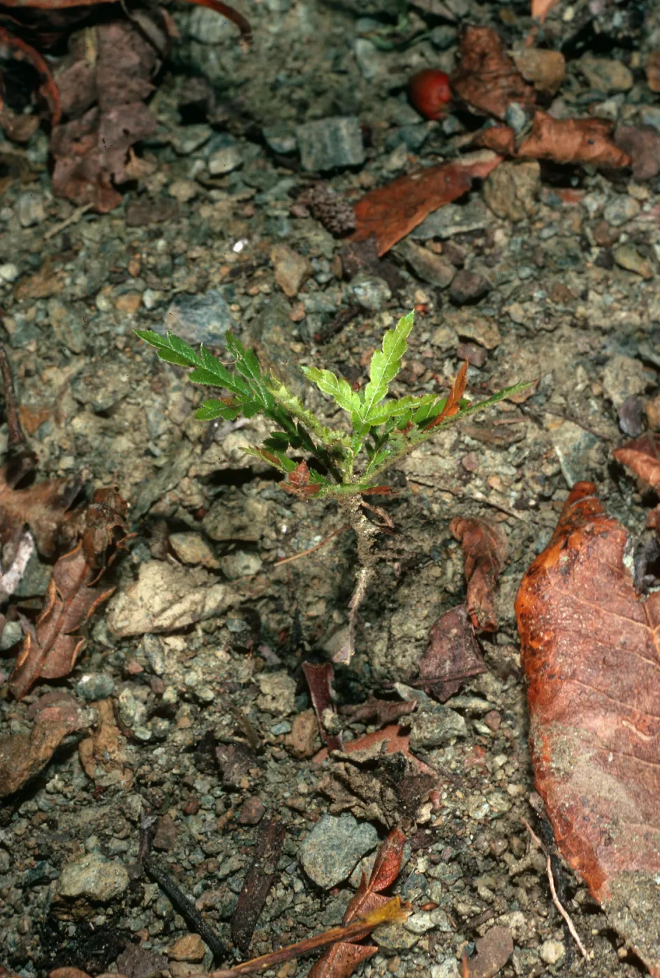 Lyonothamus seedling, N slope in Christy pines, between Stanton & Gherini ranches, S. Cruz I.