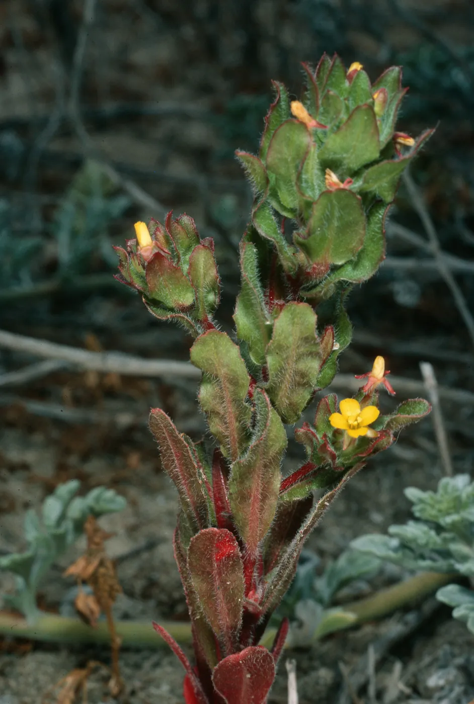 Camissonia guadalupensis, dunes, San Clemente Island