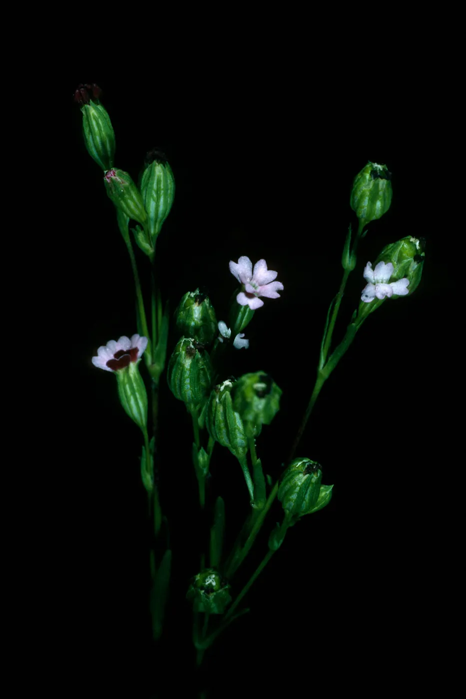 Silene antirrhina, mouth of Willows Cyn. Santa Cruz Island