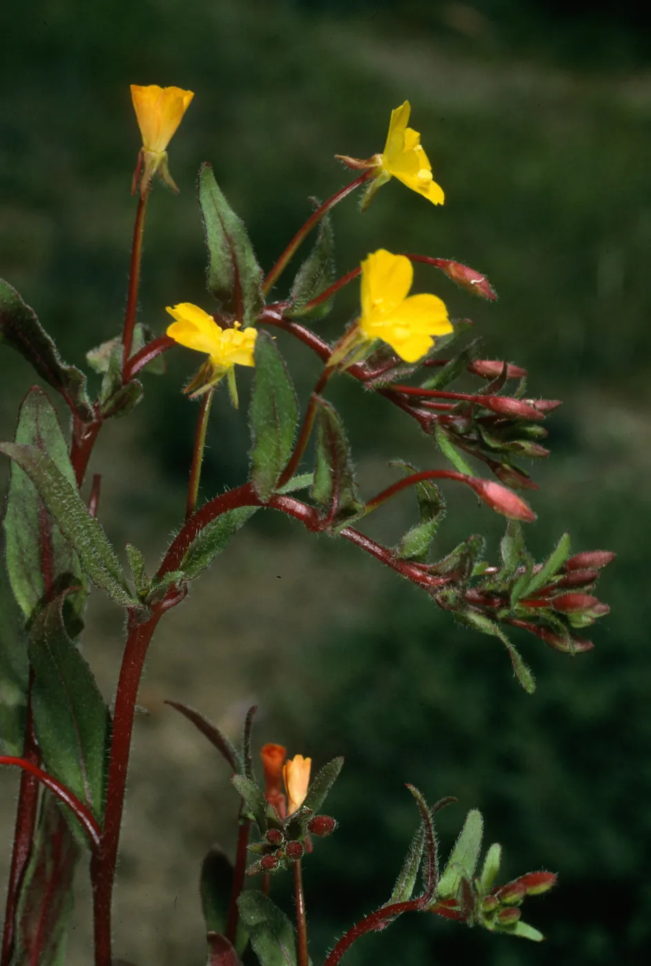 Camissonia ignota, Coches Rd., s. Cruz I.