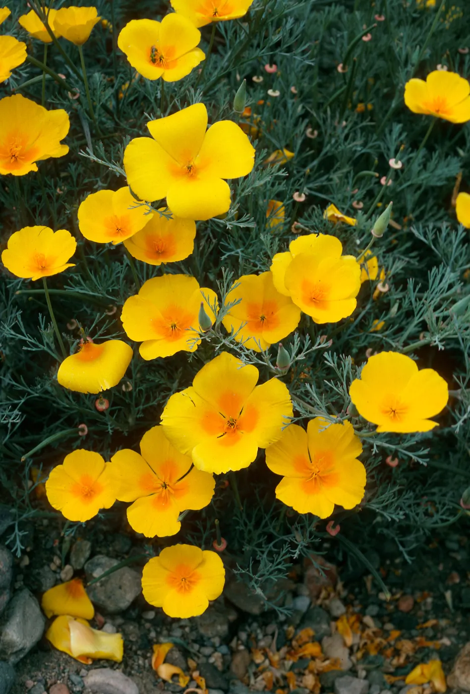 Eschscholzia californica, Canada del Puerto