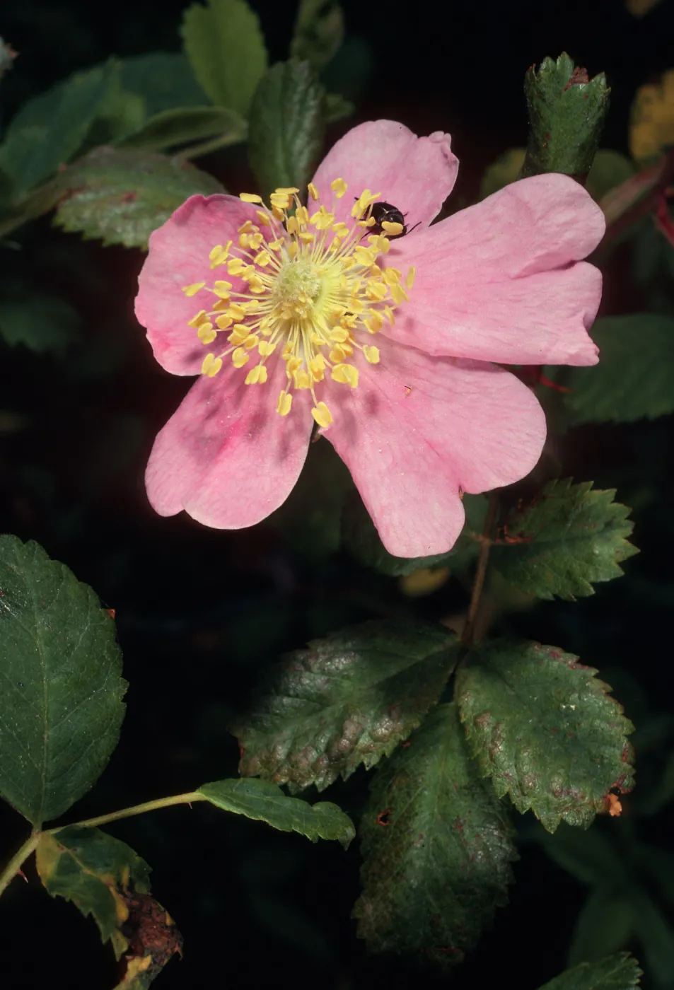 Rosa californica, Coches Prietos, Santa Cruz Island
