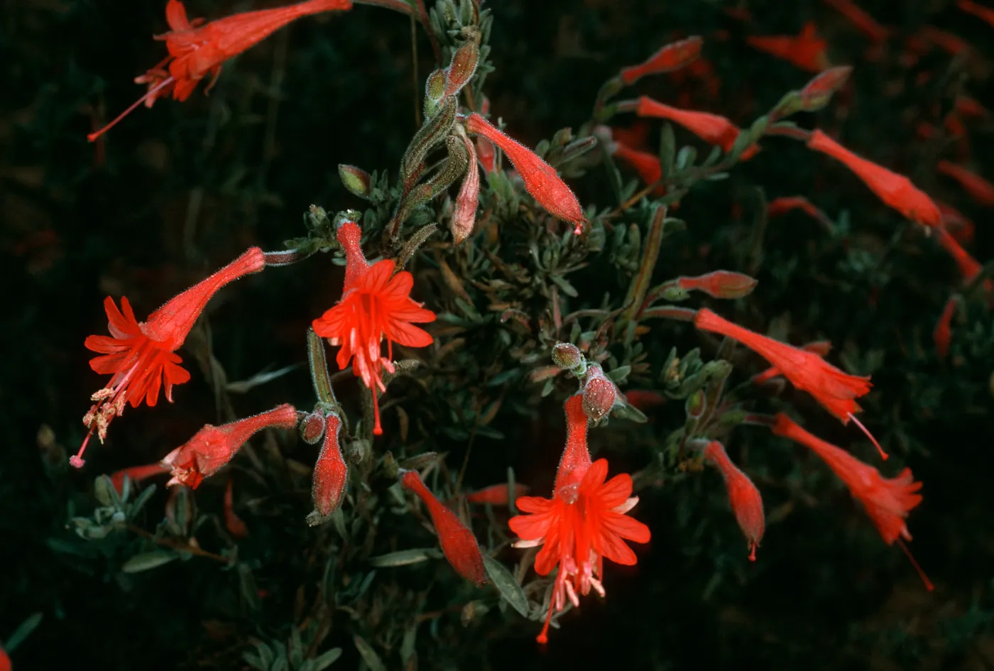 Epilobium canum, Santa Cruz Island