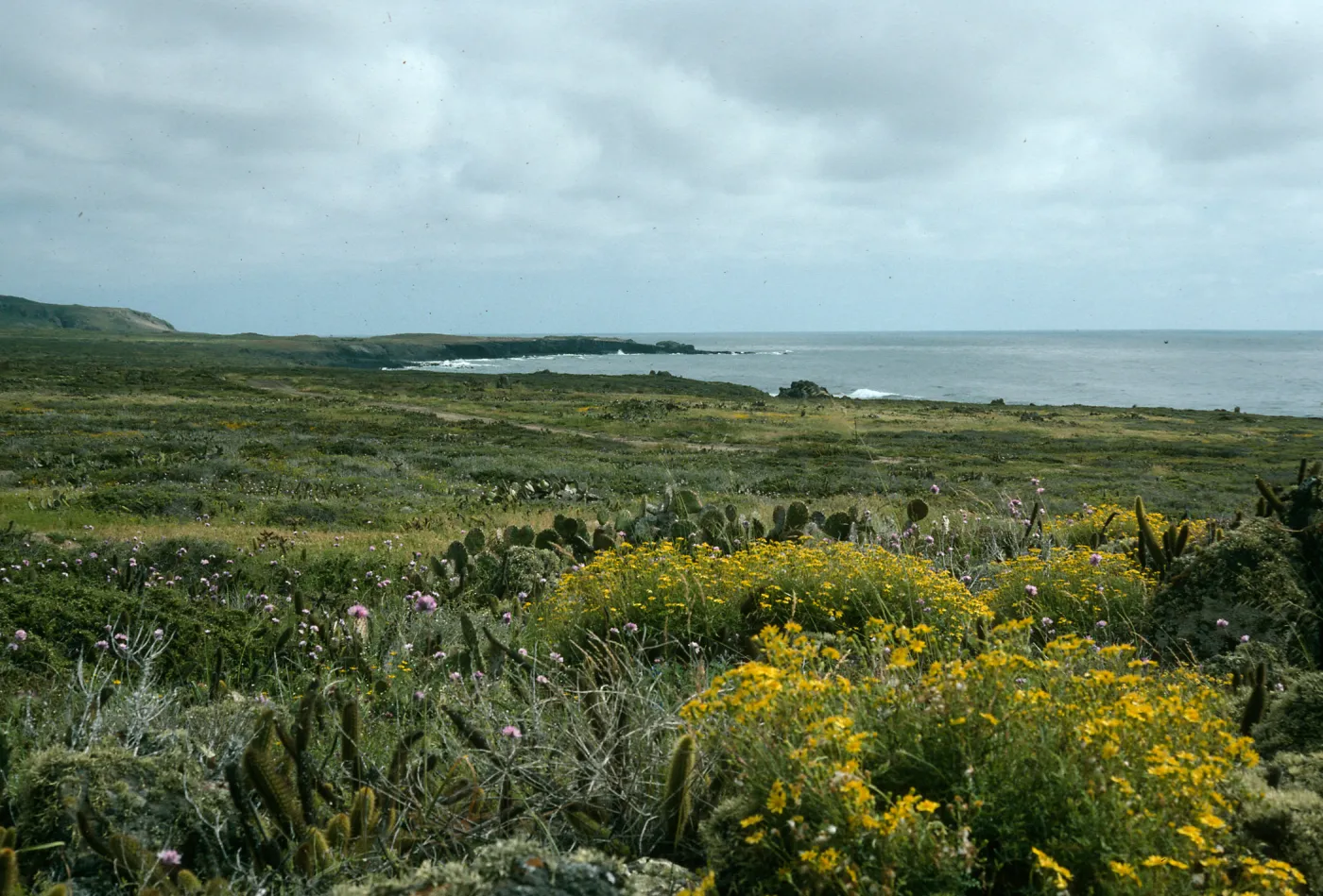 Senecio lyonii, San Clemente Island