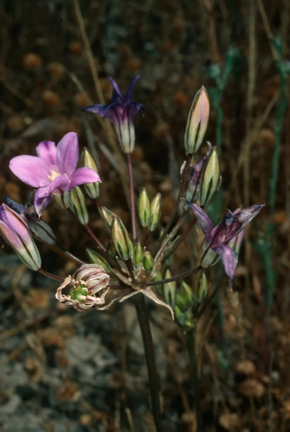 Brodeia kinkiensis, near triangulation stone, S. Clemente I