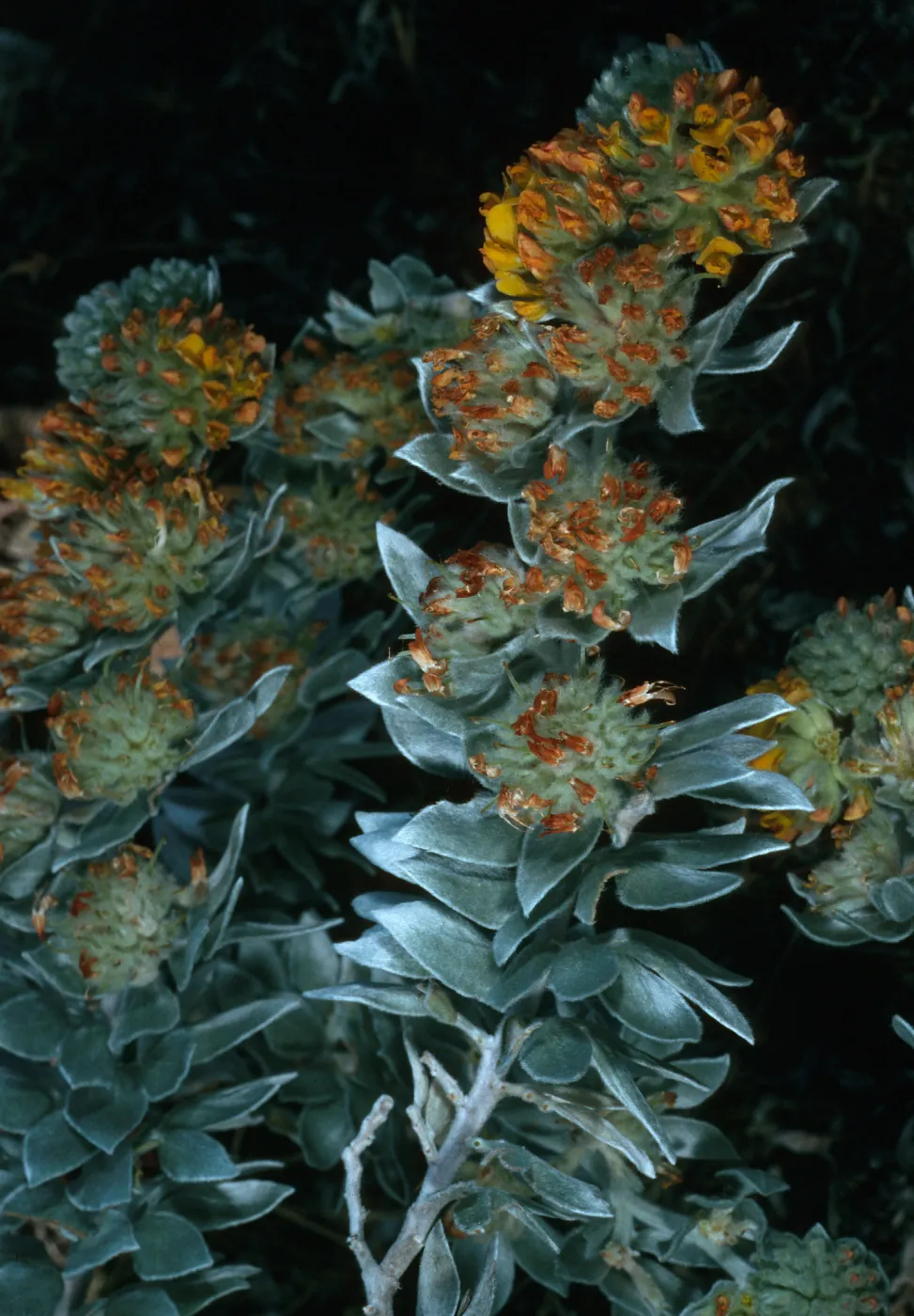 Lotus argophyllus adsurgens, Sibara ridge, San Clemente Island