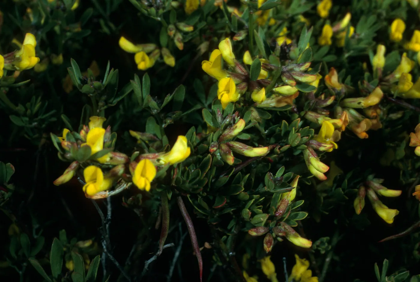 Lotus dendroideus traskiae, San Clemente Island