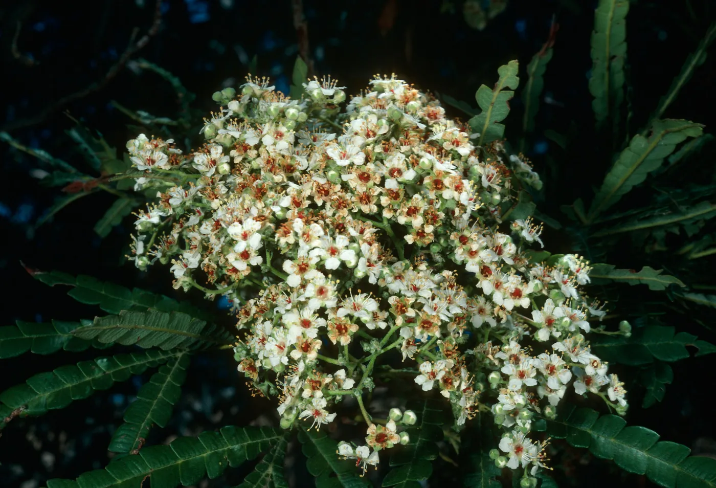 Lyonothamnus, Santa Cruz Island