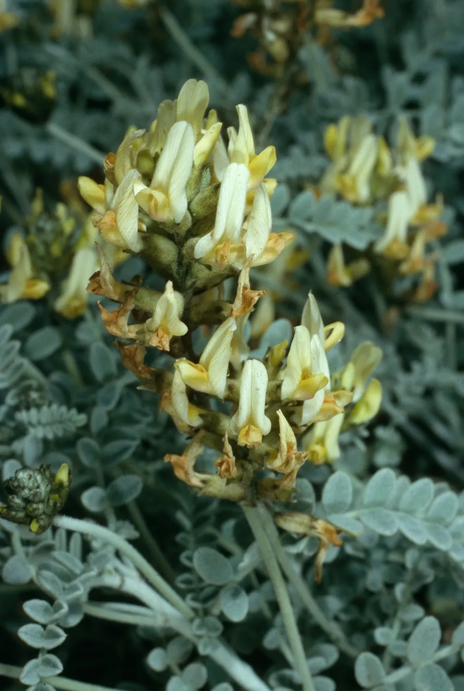 Astragalus traskiae, San Nicolas Island
