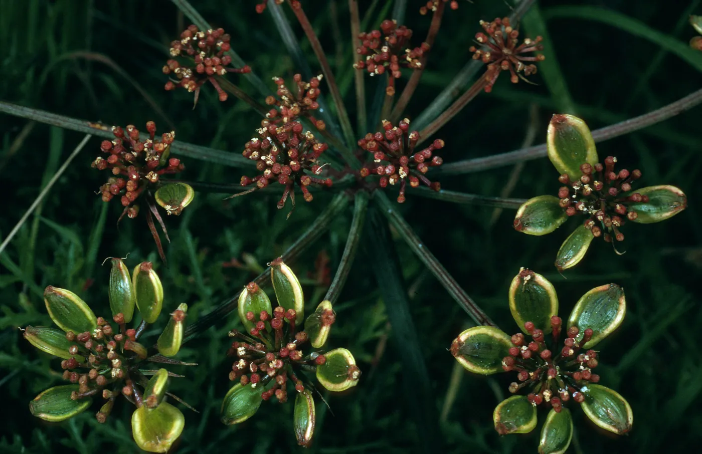 Lomatium insulare, San Nicolas Island