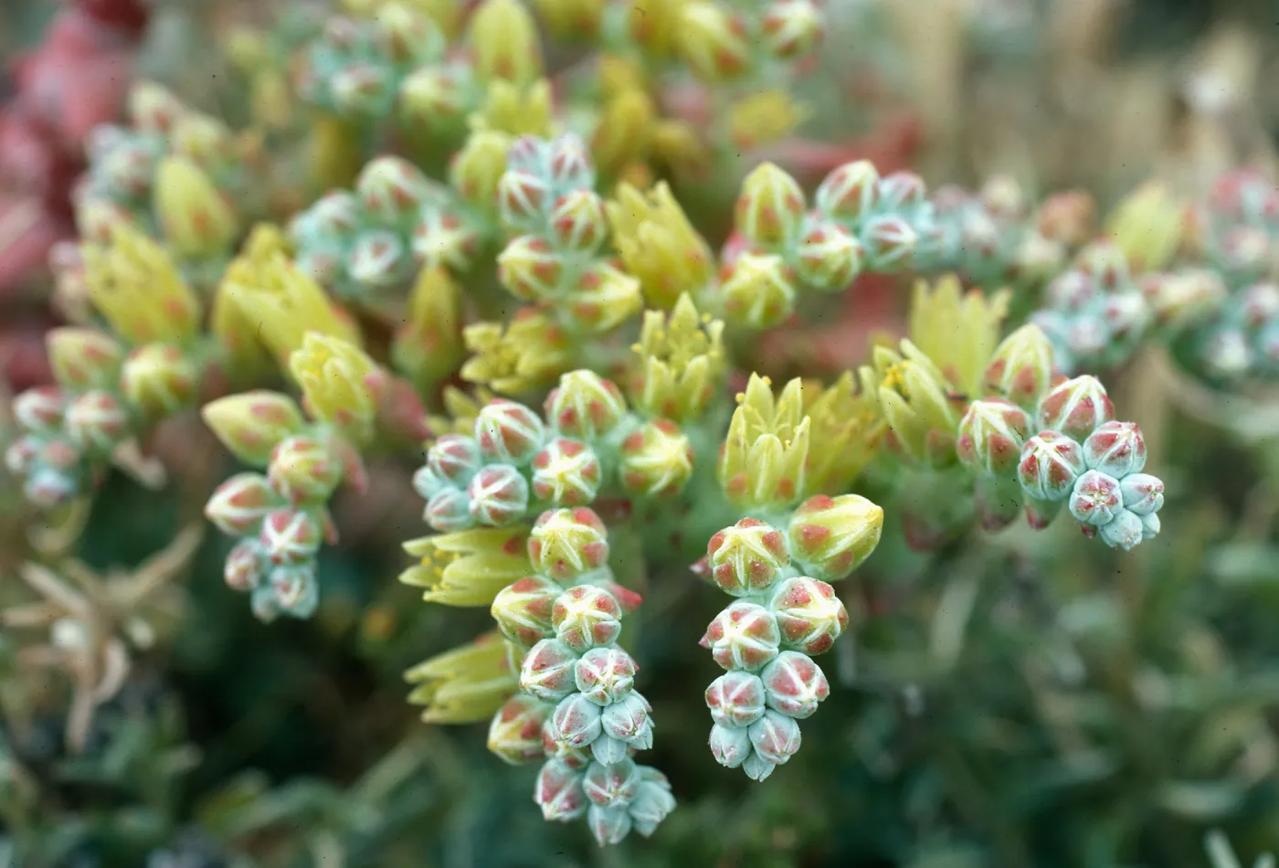Dudleya greenei, Hoffmann Pt., San Miguel Island