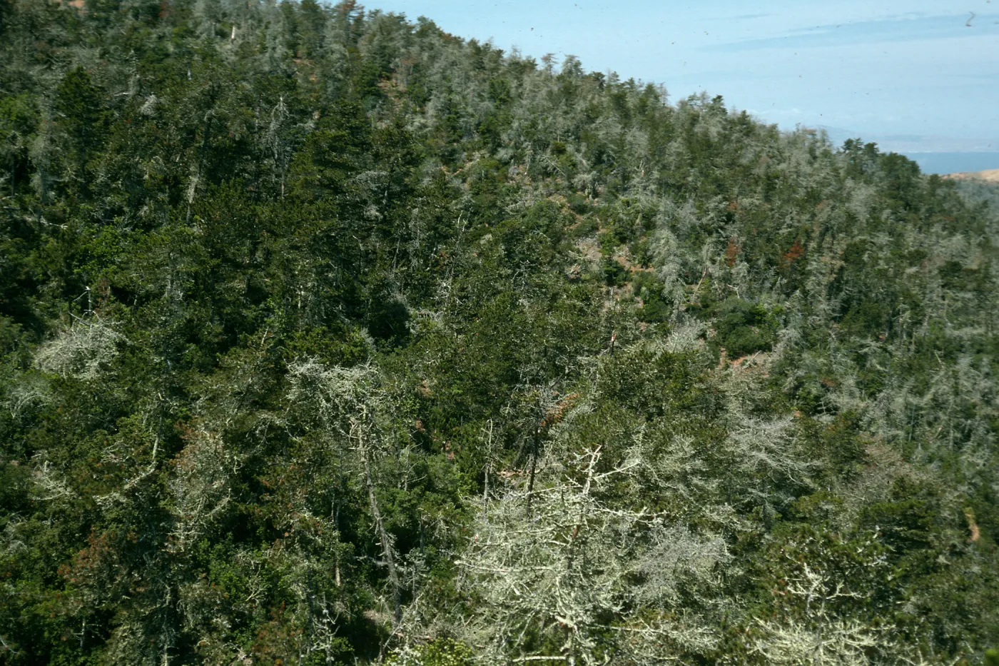 Christy pines, from top of Centinela Grade, Santa Cruz Island