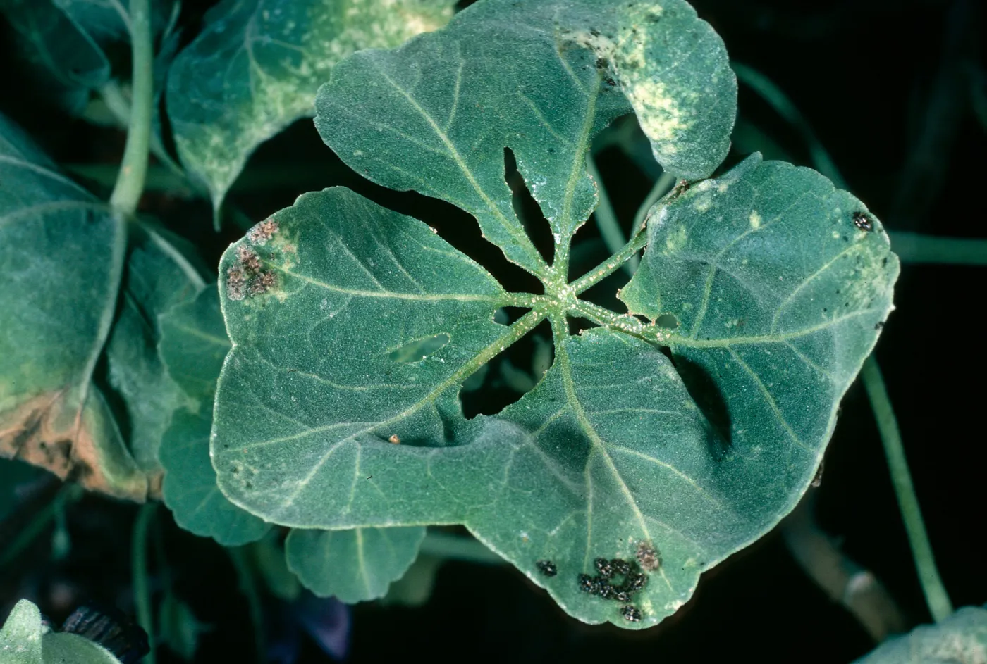 Lavatera lindsayi, damaged by lace bugs, SBBG
