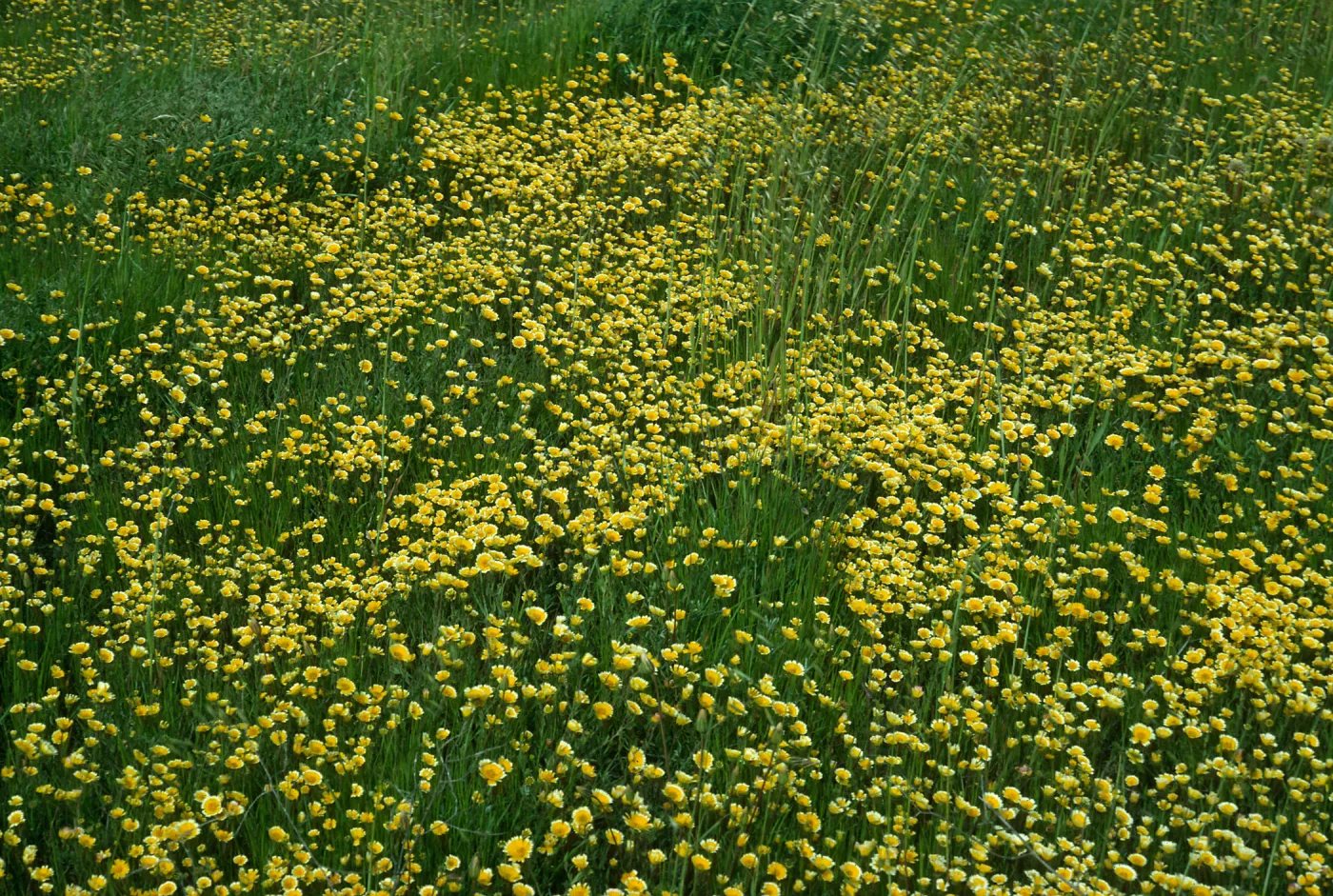 Layia, road to Fraser Point, S Cruz I.