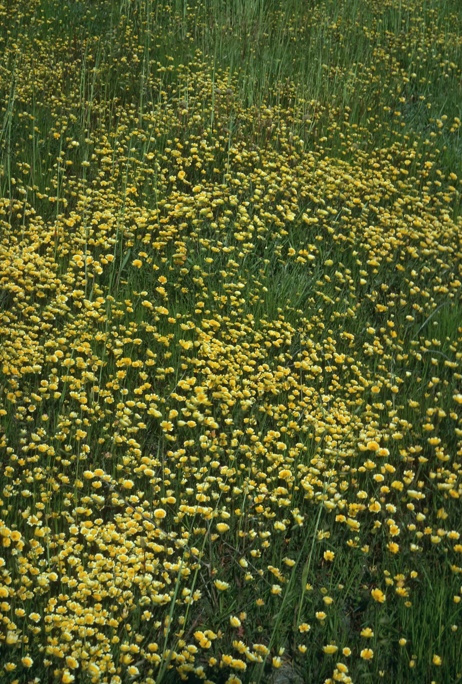 Layia (tidy tips), road to Fraser Point, Santa Cruz Island