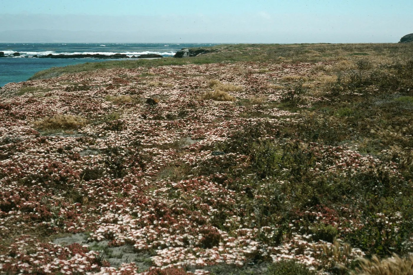 Mesembryanthemum crystallinum, Forneys Cove, S Cruz I