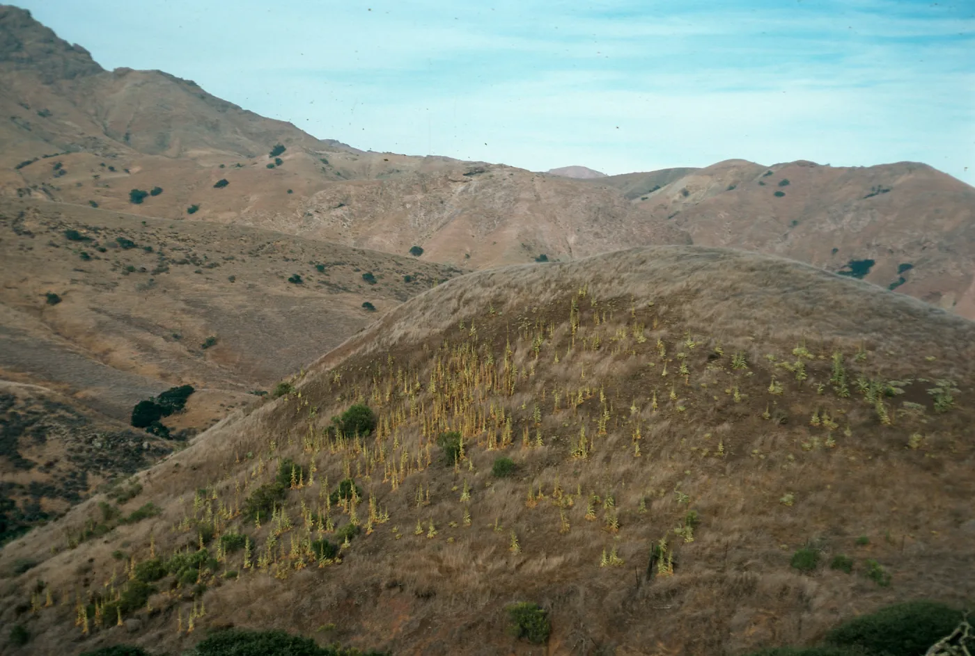 Verbascum on hillside, North of Valley Road. just East of Centinella, Santa Cruz Island