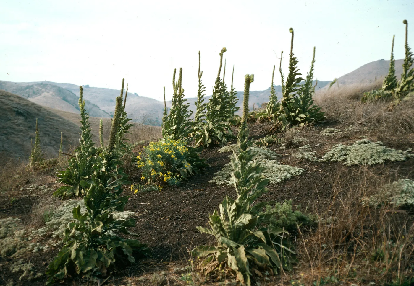 Verbascum on hillside, North of Valley Road. just East of Centinella, Santa Cruz Island