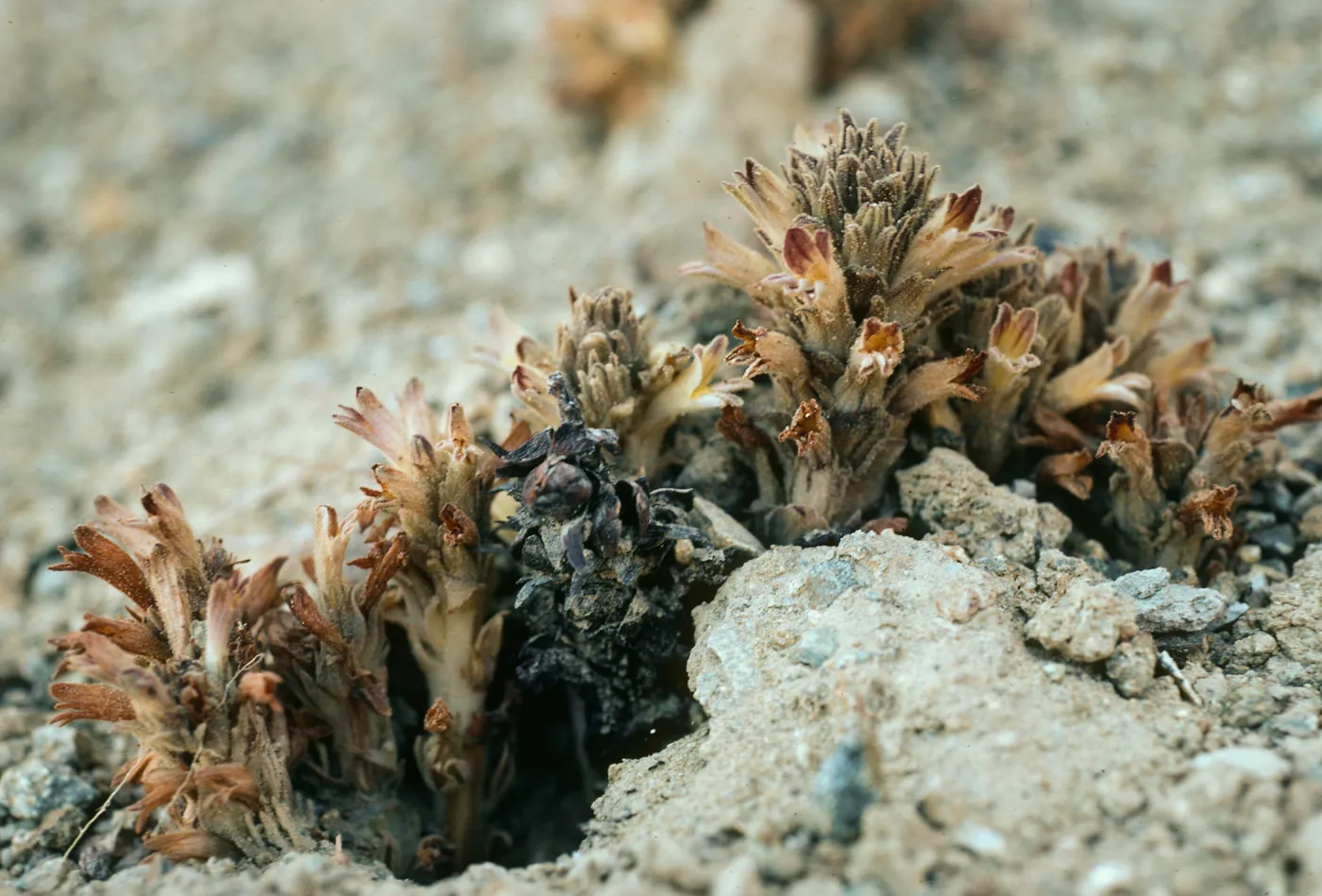 Orobanche parishii brachyloba, talus at base of bluffs, Christy Beach, Santa Cruz Island