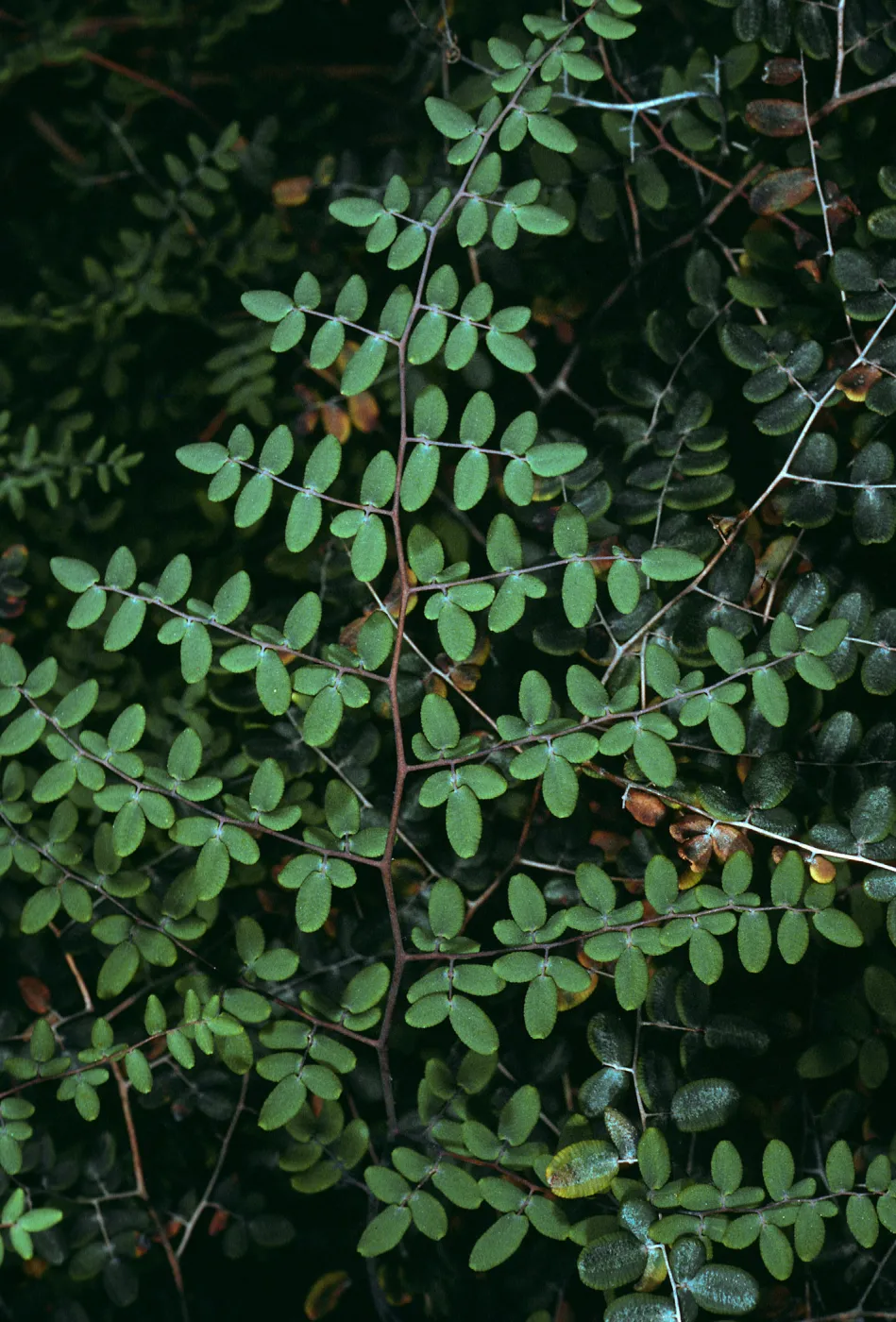 Pellaea mucronata, East Jesusita Trail