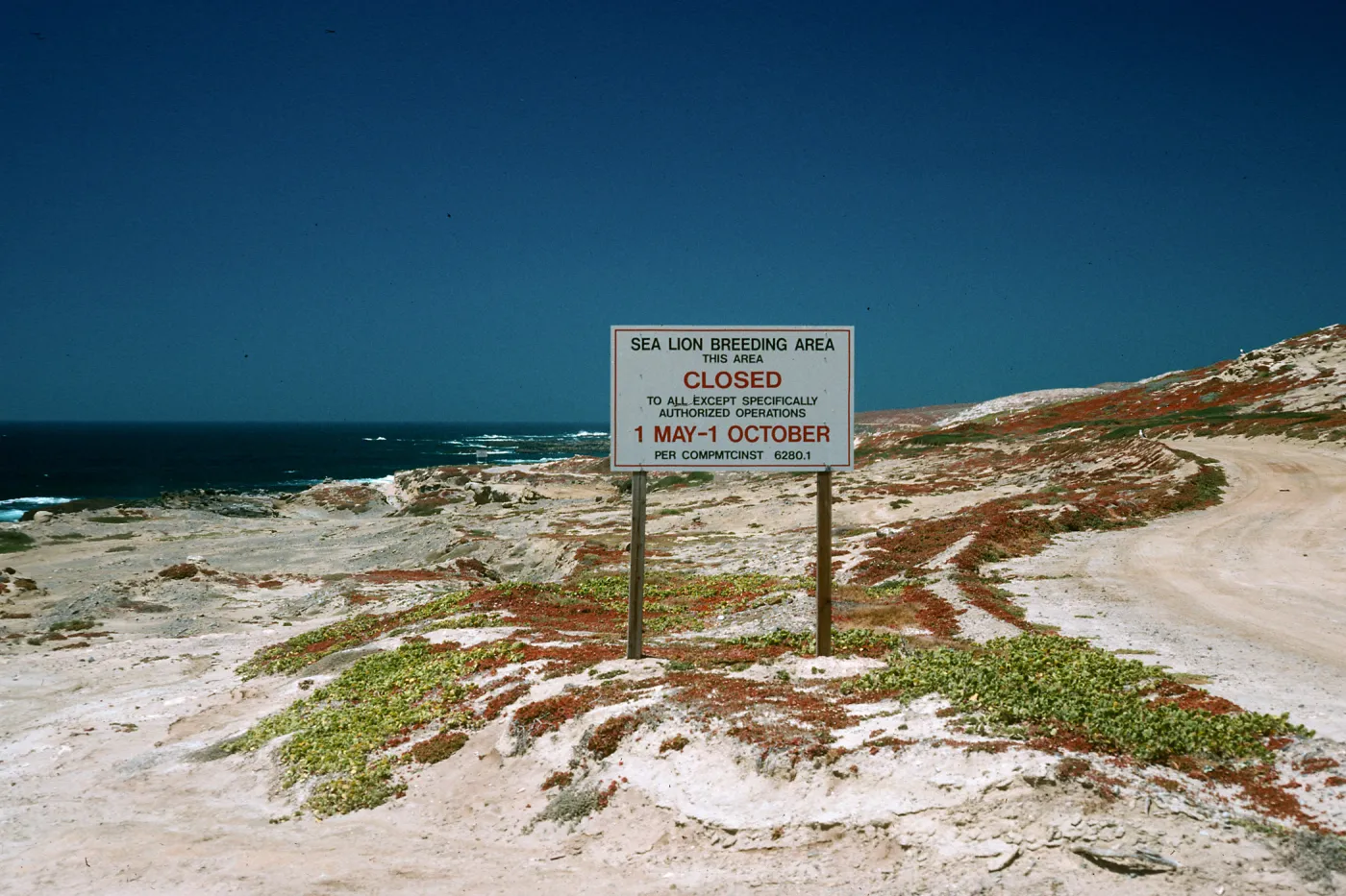 Gull Colony, West end, San Nicolas Island