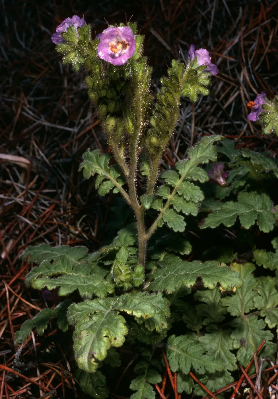 Phacelia cedrosensis, ridge above head of Canon de la Mina, Cedros Island