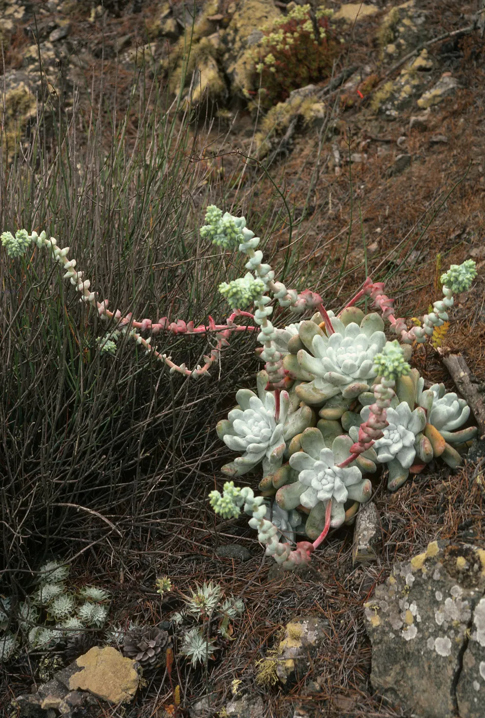 Dudleya pachyphytum, West of head of Canada de la Mina, Cedros Island