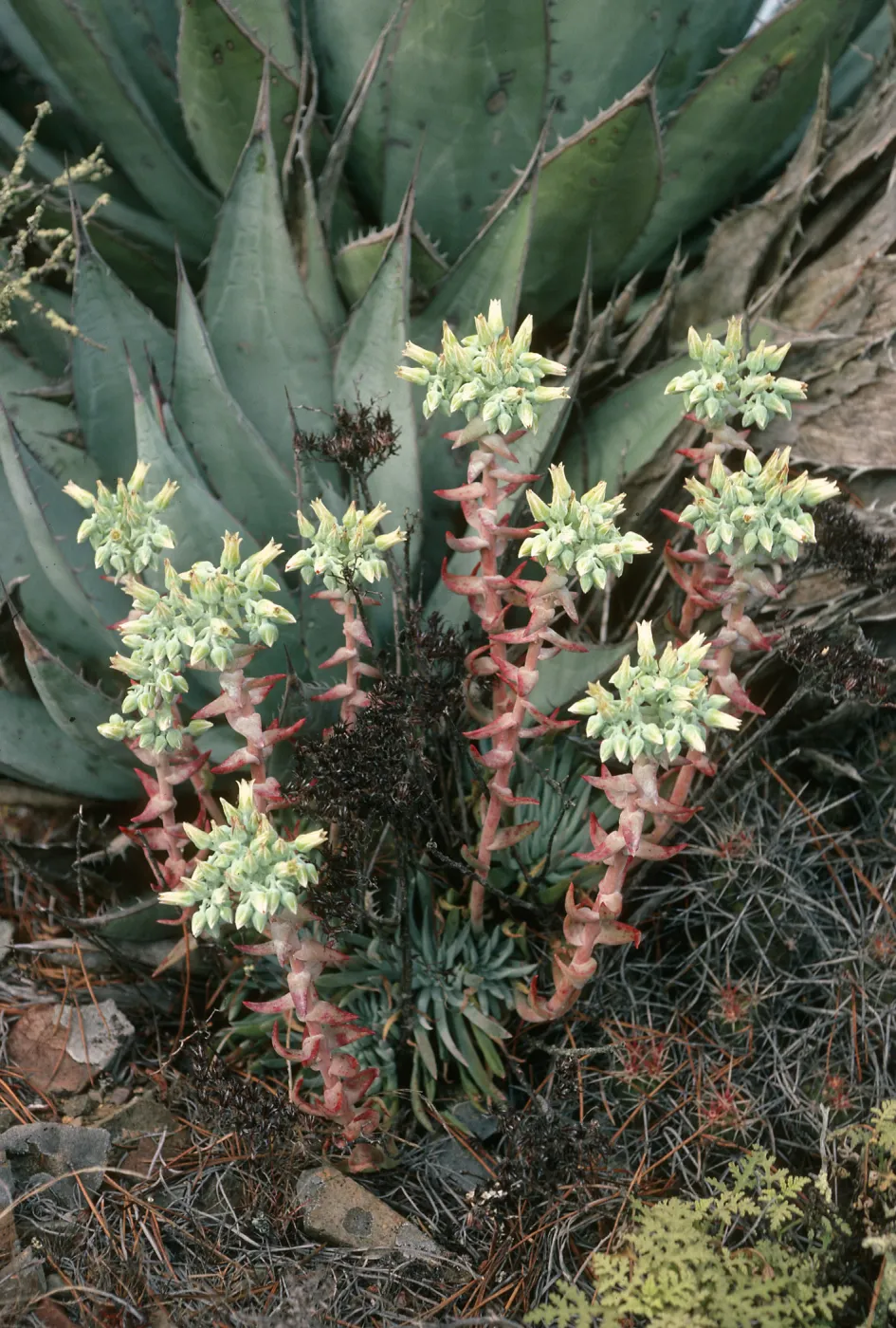 Dudleya (liveforevers), Cedros Island