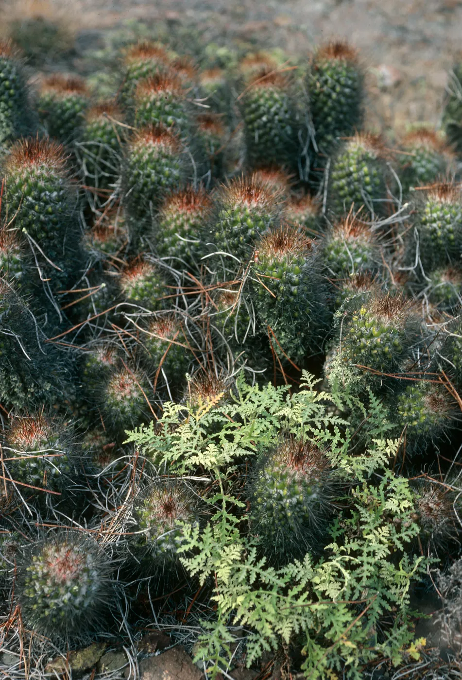 Cochemia ambrosia, upper Canada de la Mina, Cedros Island